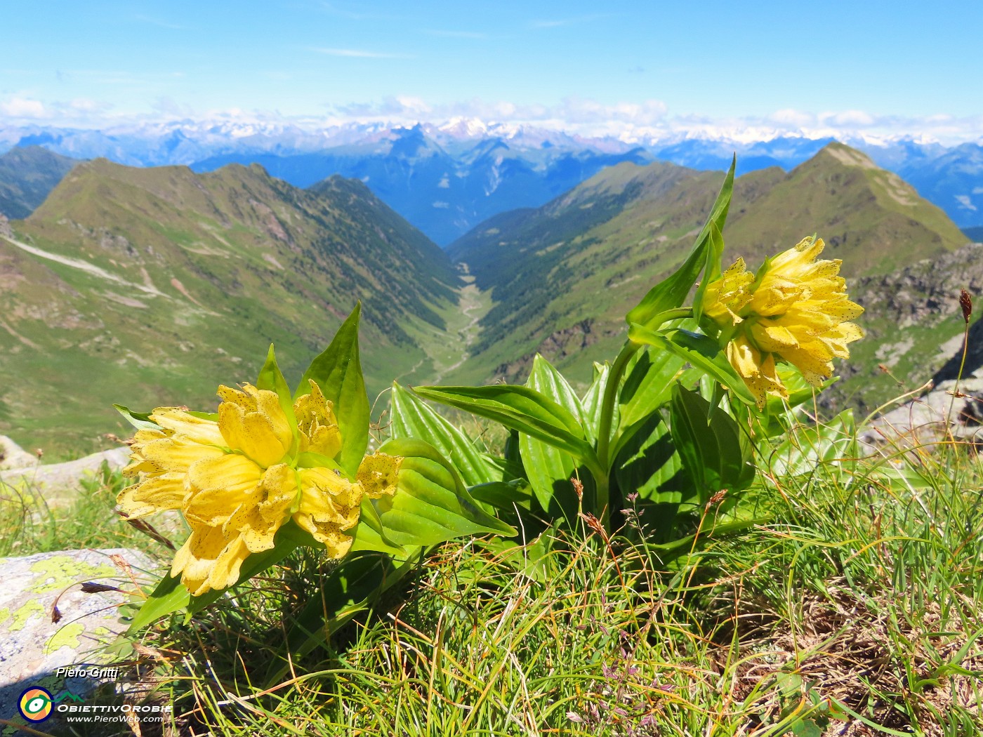 39 Gentiana punctata con la bella Val Cerviera.JPG